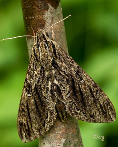 spitfire hermit moth